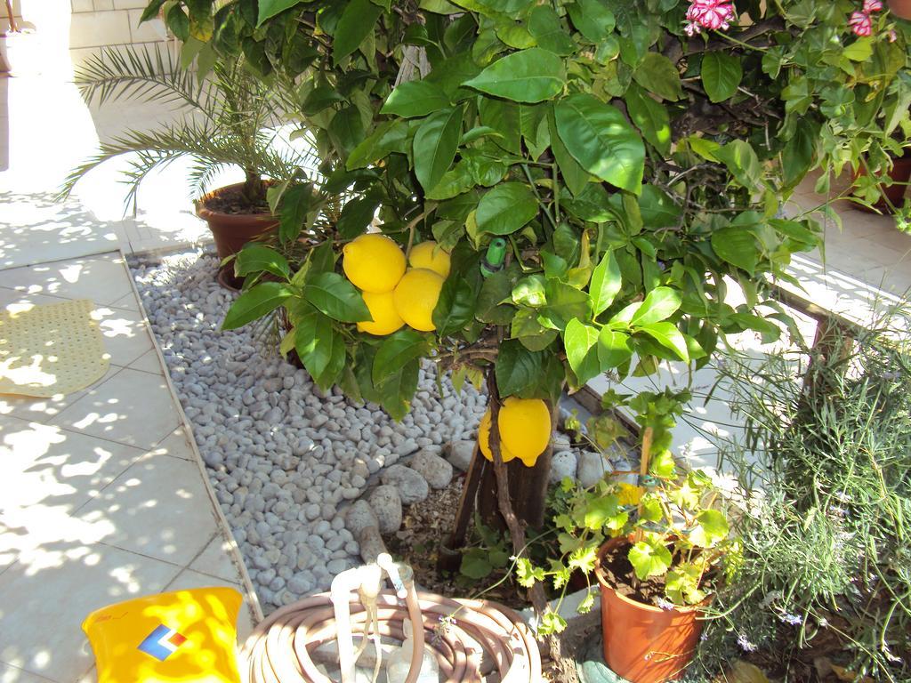 Apartment Lemon